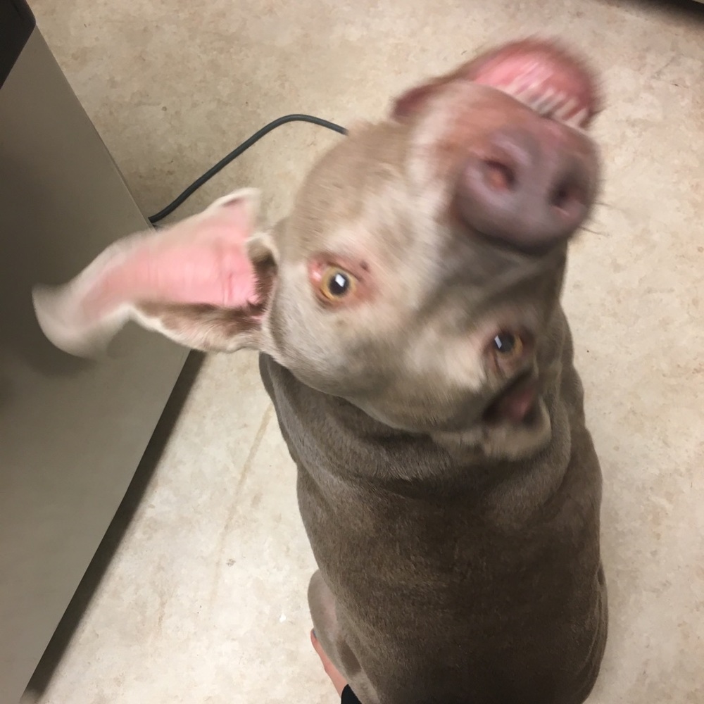 Meet your Posher, Jesse